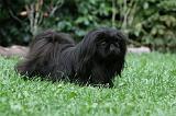 PEKINOIS 137